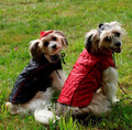 Grande Finale Quilted Dog Jacket Size 0, red