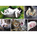 Trefl Jigsaw Puzzle Cats 1500pcs 12+