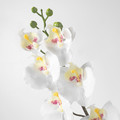 SMYCKA Artificial flower, Orchid, white, 60 cm