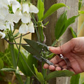 GoodHome Herb Garden Snips UQ