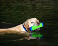 Chuckit! Amphibious Bumper Medium Dog Toy, assorted colours