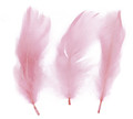 Decorative Feathers 16g, pastel pink