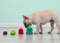 Arm&Hammer Super Treadz Dental Toy for Dogs Gator Small