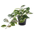 FEJKA Artificial potted plant, in/outdoor/Wax plant hanging, 9 cm