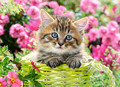 Castorland Jigsaw Puzzle Kitten in Flower Garden 100pcs 6+