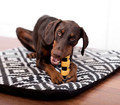 Petstages Dog Chew Toy Rebound small/medium