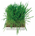 Trixie Cat Grass 100g