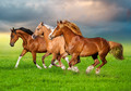 Castorland Jigsaw Puzzle Horses in Spring Rush 500pcs 9+