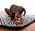 Petstages Rebound Dog Chew Large