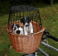 Trixie Front Dog Bicycle Basket