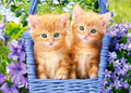 Castorland Children's Puzzle Ginger Kittens 60pcs 5+