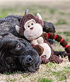 Petstages Thunda Tugga Gorilla Dog Toy 40cm