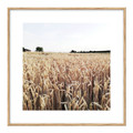 Picture Set Plates & Dried Plants 30 x 30 cm 4-pack