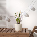 FEJKA Artificial potted plant, in/outdoor/Daffodil white, 12 cm