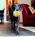 Chuckit! Indoor Ball Dog Toy