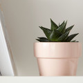 Plant Pot GoodHome 9 cm, pink