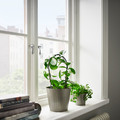 CITRONMELISS Plant pot, in/outdoor/grey, 15 cm
