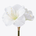 VINTERFINT Artificial flower, in/outdoor/Amaryllis white, 60 cm