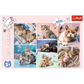 Trefl Children's Puzzle Cats' World 100pcs 5+