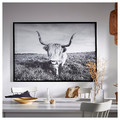 BJÖRKSTA Picture with frame, curious cow/black, 140x100 cm