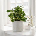 CHIAFRÖN Plant pot, in/outdoor white, 15 cm