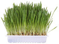 Trixie Cat Grass 100g