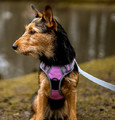 Dingo Anti-Pressure Dog Harness Dynamic Junior S, pink