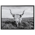 BJÖRKSTA Picture with frame, curious cow/black, 140x100 cm