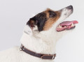 Dingo Leather Dog Collar 1.2x41cm, brown