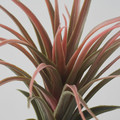 FEJKA Artificial plant, set of 3, air plant