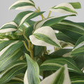 FEJKA Artificial potted plant, indoor/outdoor/tradescantia zebrina, 12 cm