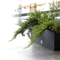 Plant Pot Case Flowerpot Rato 60 cm, anthracite