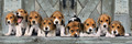 Clementoni Jigsaw Puzzle Panorama High Quality Beagles 1000pcs 10+