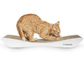 MyKotty Scratcher Tobi, white