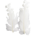 Decorative Feathers Curly 6pcs, white