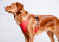 CHABA Dog Harness Guard Comfort Classic XL, red