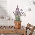 FEJKA Artificial potted plant, in/outdoor/Lavender lilac, 12 cm