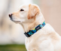 CHABA Adjustable Dog Collar Story III XL Carnival