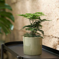 KLOTROBINIA Plant pot, in/outdoor dark green, 9 cm