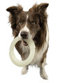 Kiwi Walker Let's Play Dog Toy Glow Ring Mini