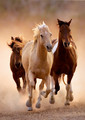 Clementoni Jigsaw Puzzle Horses 1000pcs 12+