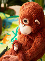 DJUNGELSKOG Soft toy, orangutan