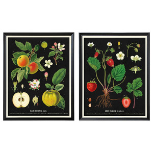 KNOPPÄNG Frame with poster, vintage botanical fruit charts, 40x50 cm, 2 pack