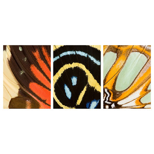 PJÄTTERYD Picture, butterfly wings, 30x40 cm, 3 pack