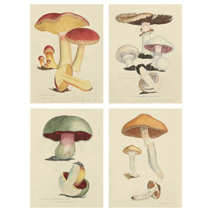 PJÄTTERYD Picture, Fungi, 28x38 cm