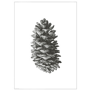 BILD Poster, pine cone, 50x70 cm