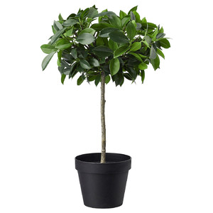 FEJKA Artificial potted plant, In/outdoor, Weeping fig stem, 12 cm