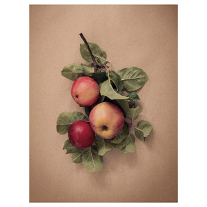 PJÄTTERYD Picture, leaves with apples, 30x40 cm