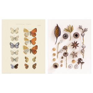 BILD Poster, butterfly and seed collection, 40x50 cm