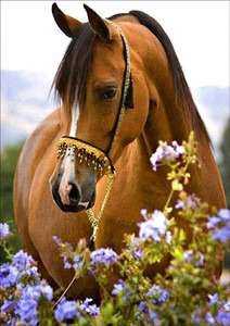 Norimpex Diamond Mosaic Horse in Flowers 3+